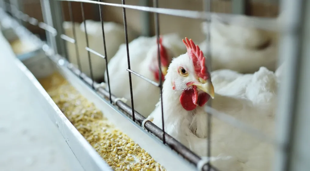 Ministério da Agricultura confirma mais um caso de gripe aviária no país