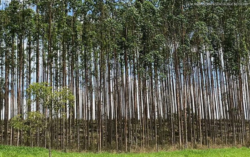 Em 2024, plantar árvores teve mais retorno financeiro do que abatê-las, diz IBGE