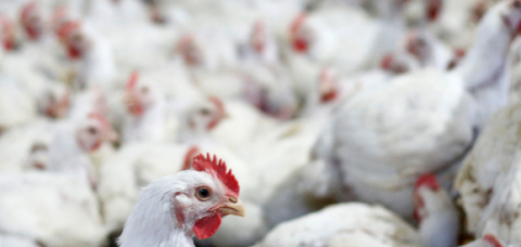 Bahia lidera avicultura com crescimento de 16,3% em ovos e 152 milhões de aves